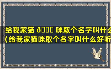 给我家猫 🐕 咪取个名字叫什么（给我家猫咪取个名字叫什么好听）